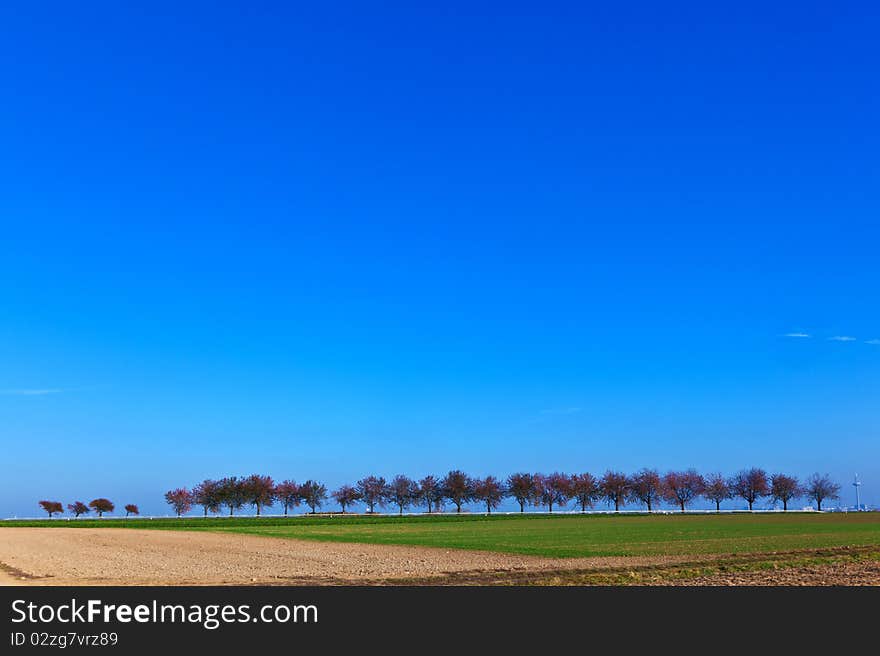 Acre and tree in afternoon light