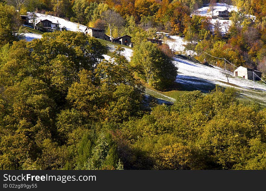 Forest in autumn with the first snow. Forest in autumn with the first snow