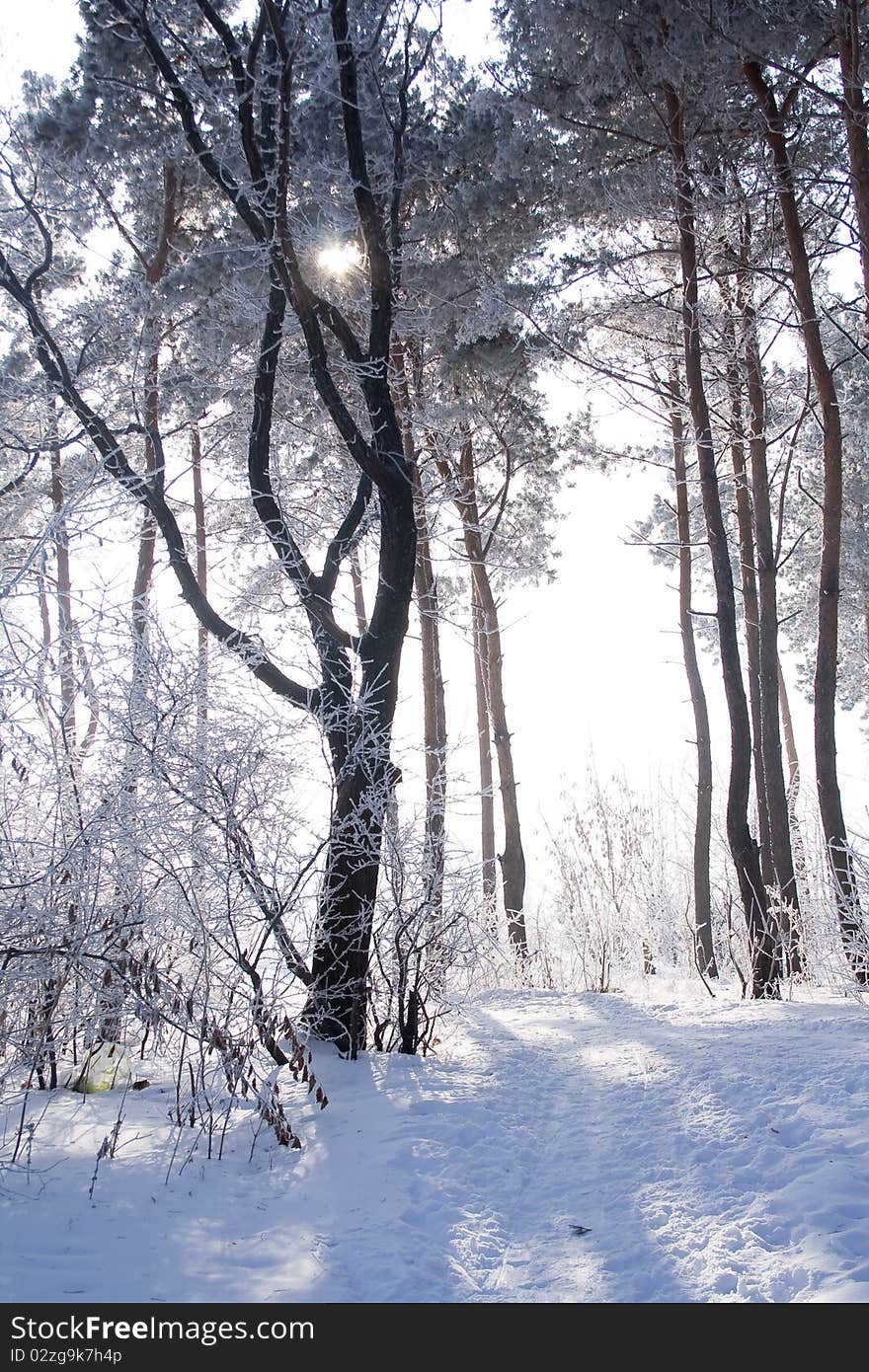 Trees in hoarfrost