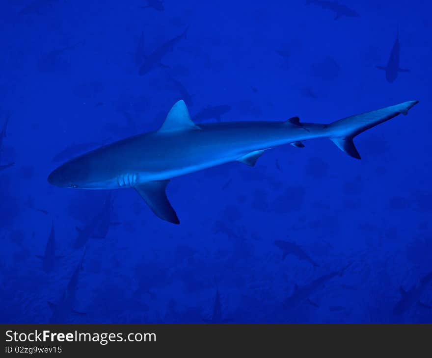 The grey reef shark inside Tiputa pass of Rangiroa atoll. You can see behind lot of similar shark swimming in front of current. The grey reef shark inside Tiputa pass of Rangiroa atoll. You can see behind lot of similar shark swimming in front of current.