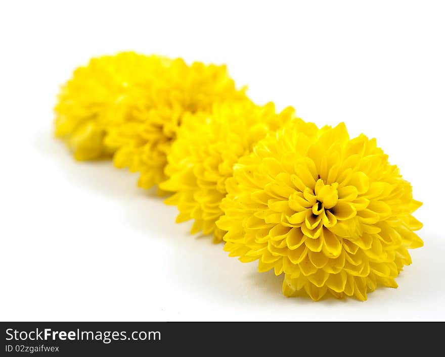 Yellow chrysanthemum