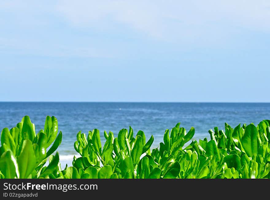 Green leaf and blue sea at Huahin, Thailand