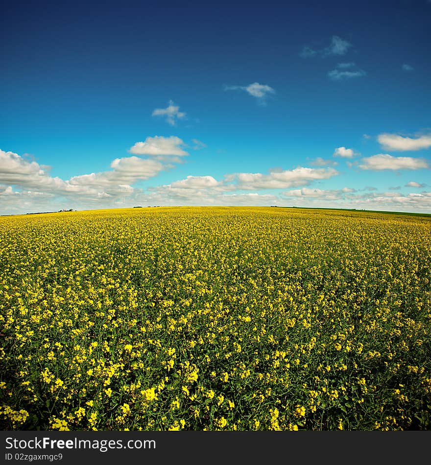 Yellow field on a blue sky