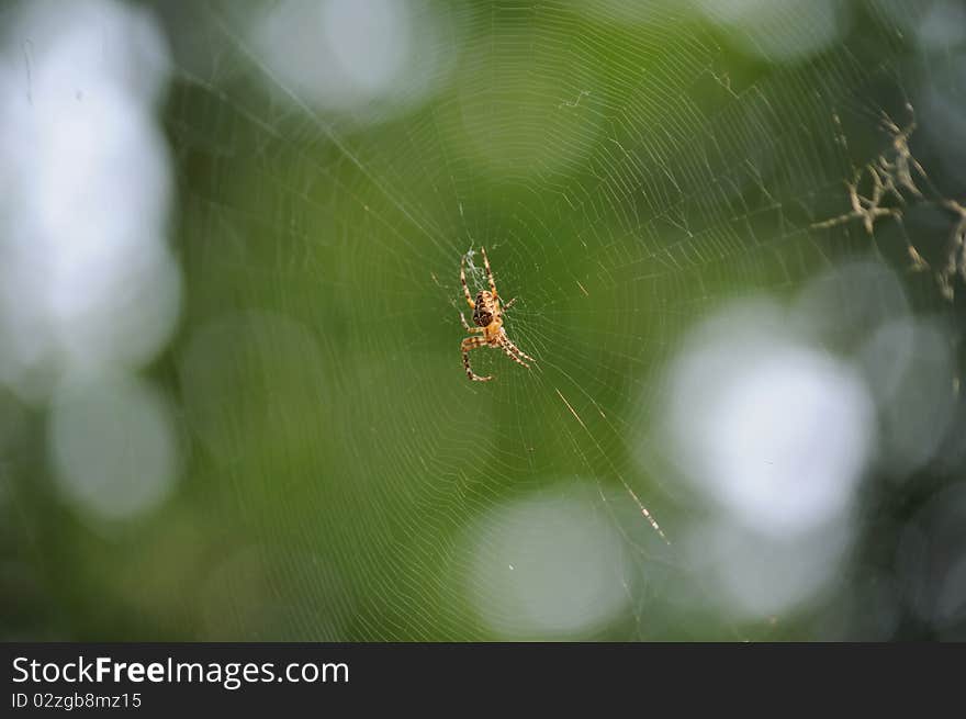 Spider on web