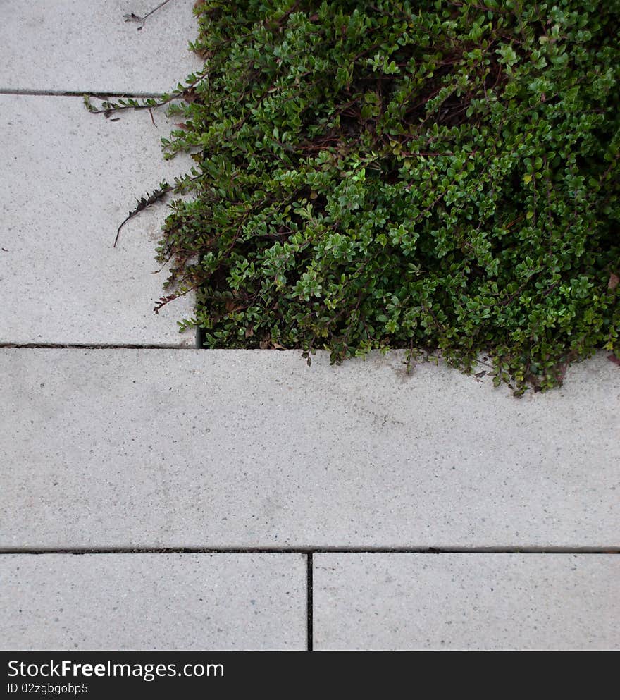 Grey square stone pavers next to a green ground cover vegetation. Grey square stone pavers next to a green ground cover vegetation