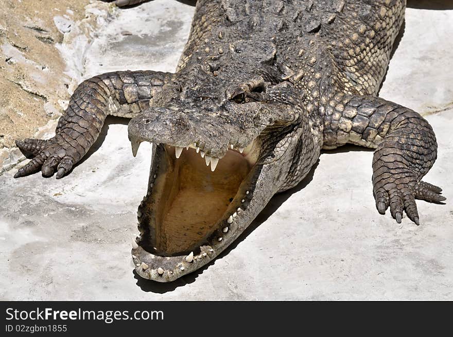 Crocodil, aggressie wild aquatic animal. Crocodil, aggressie wild aquatic animal