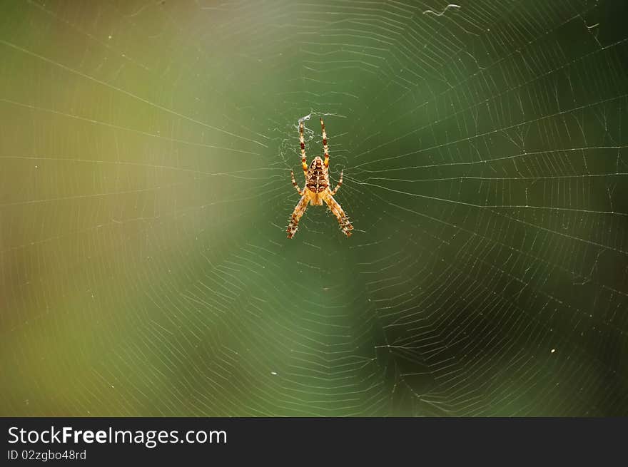 Spider on web