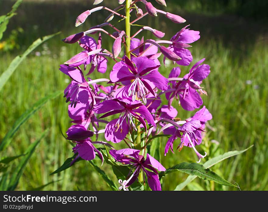 Chamerion angustifolium (L.) Holub - Ivan-tea angustifolia. Used as a herbal tea.