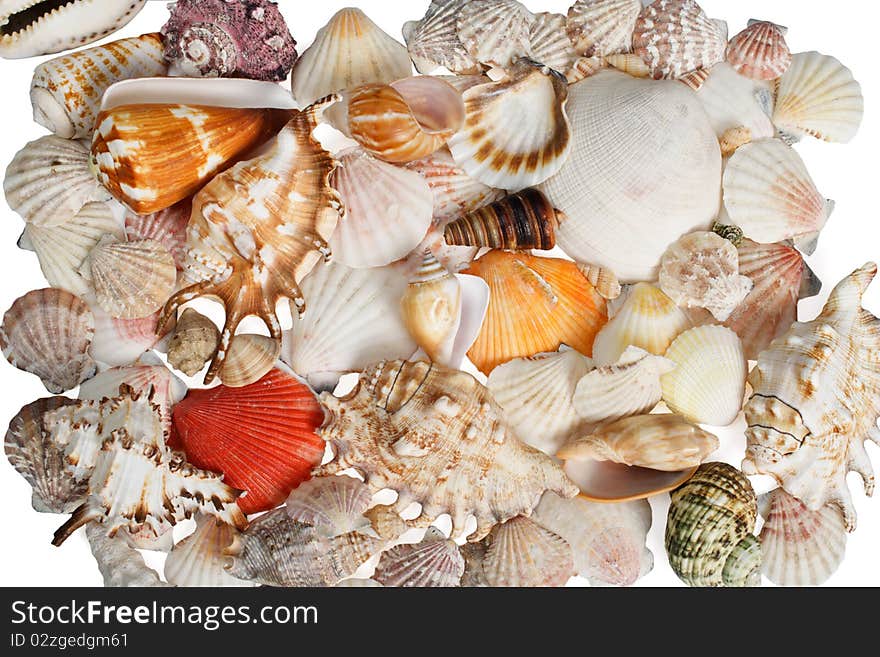 The dried and painted starfishes on a white background