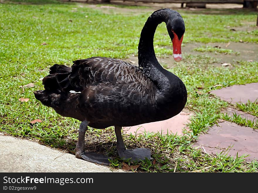 Black Swans are primarily black-feathered birds, with white flight feathers.