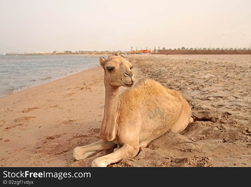 A small camel lying on the beach. A small camel lying on the beach