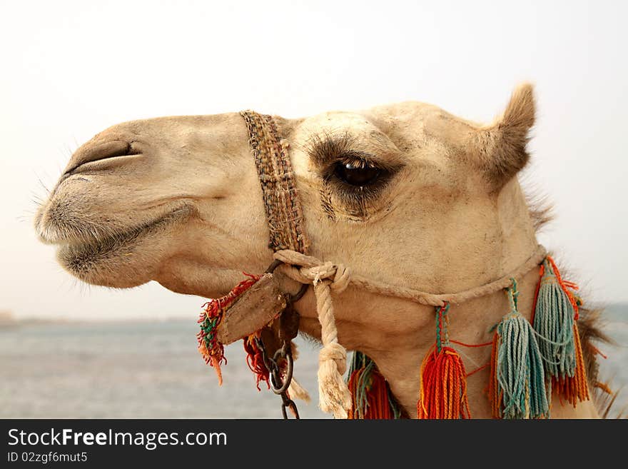 Portrait of a camel. Photo taken in summer 2010. Portrait of a camel. Photo taken in summer 2010