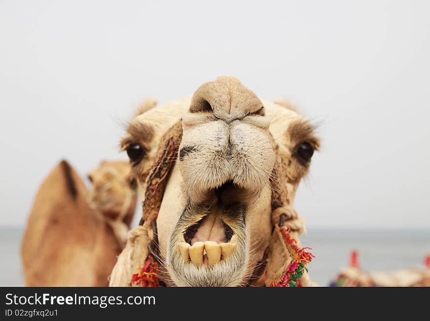 Portrait of a camel. Photo taken during a trip to Egypt