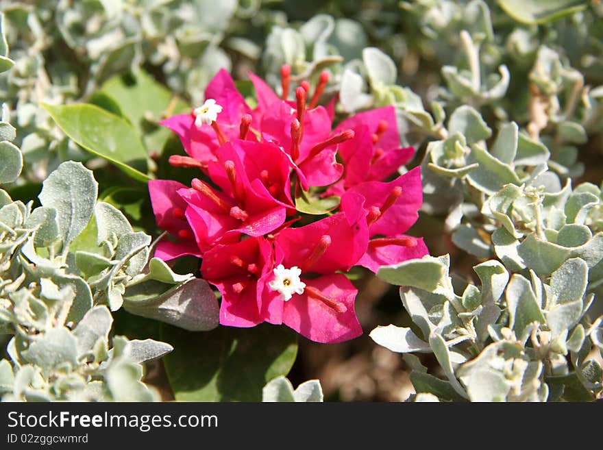 Red flower Bougainvillea