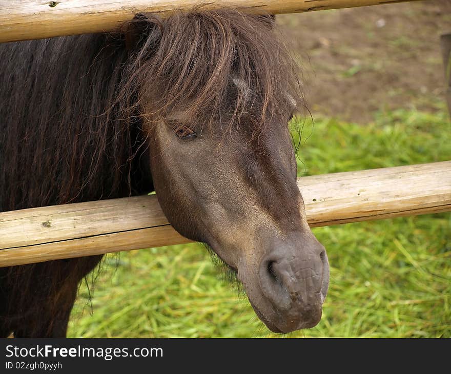 Small horse behind a wooden fence.