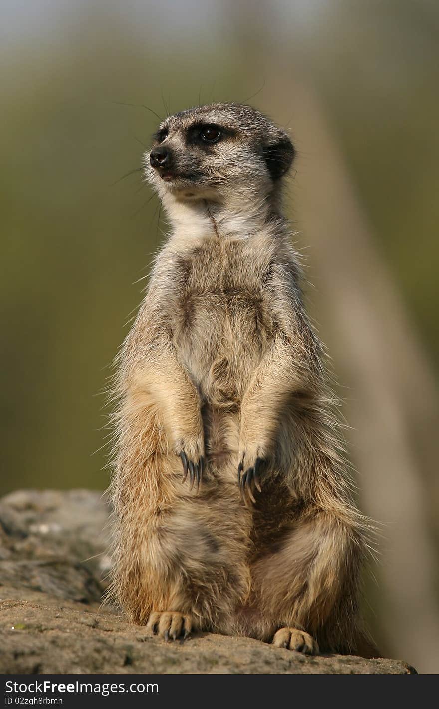 Meerkat sitting on the stone on green blurred background