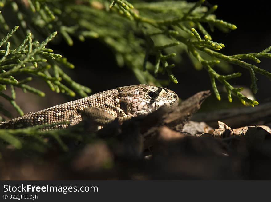 Sand lizard 1