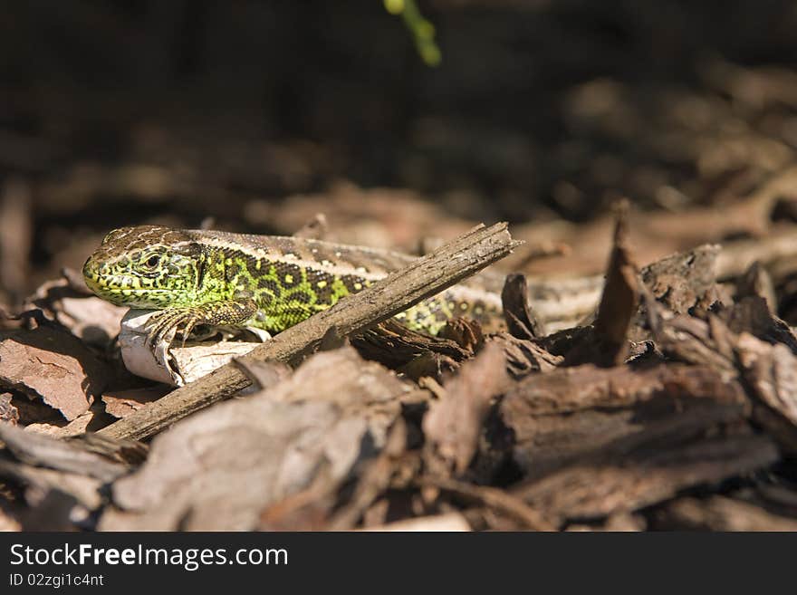 Sand lizard 3