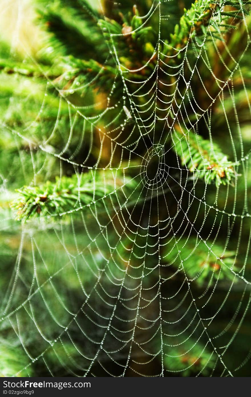 Dewy web spider on spruce. Dewy web spider on spruce.