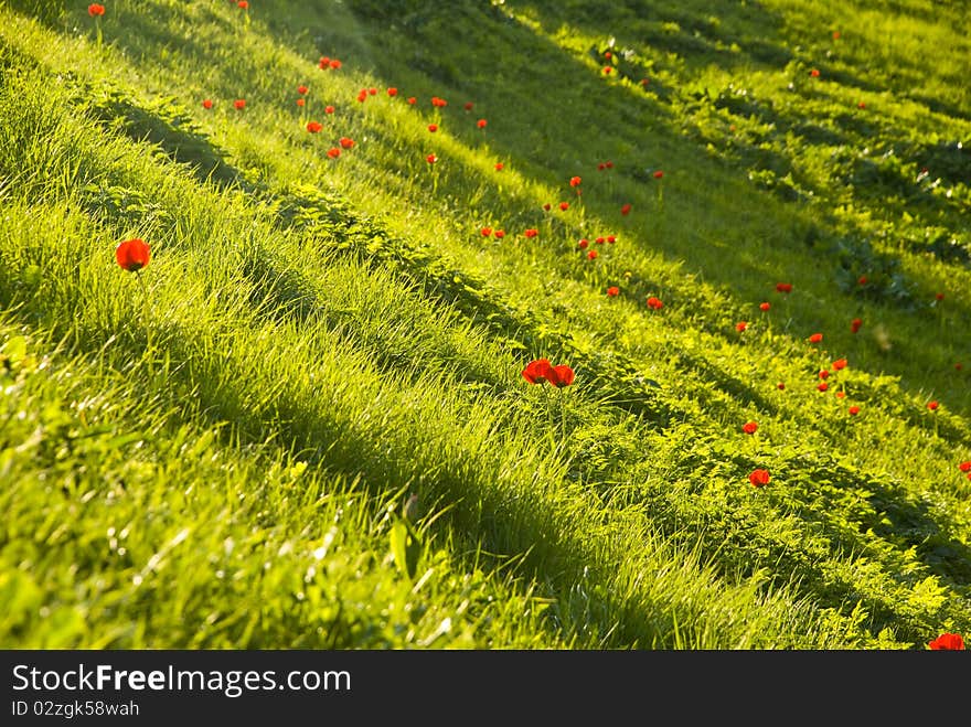 Tulips On A Hillside