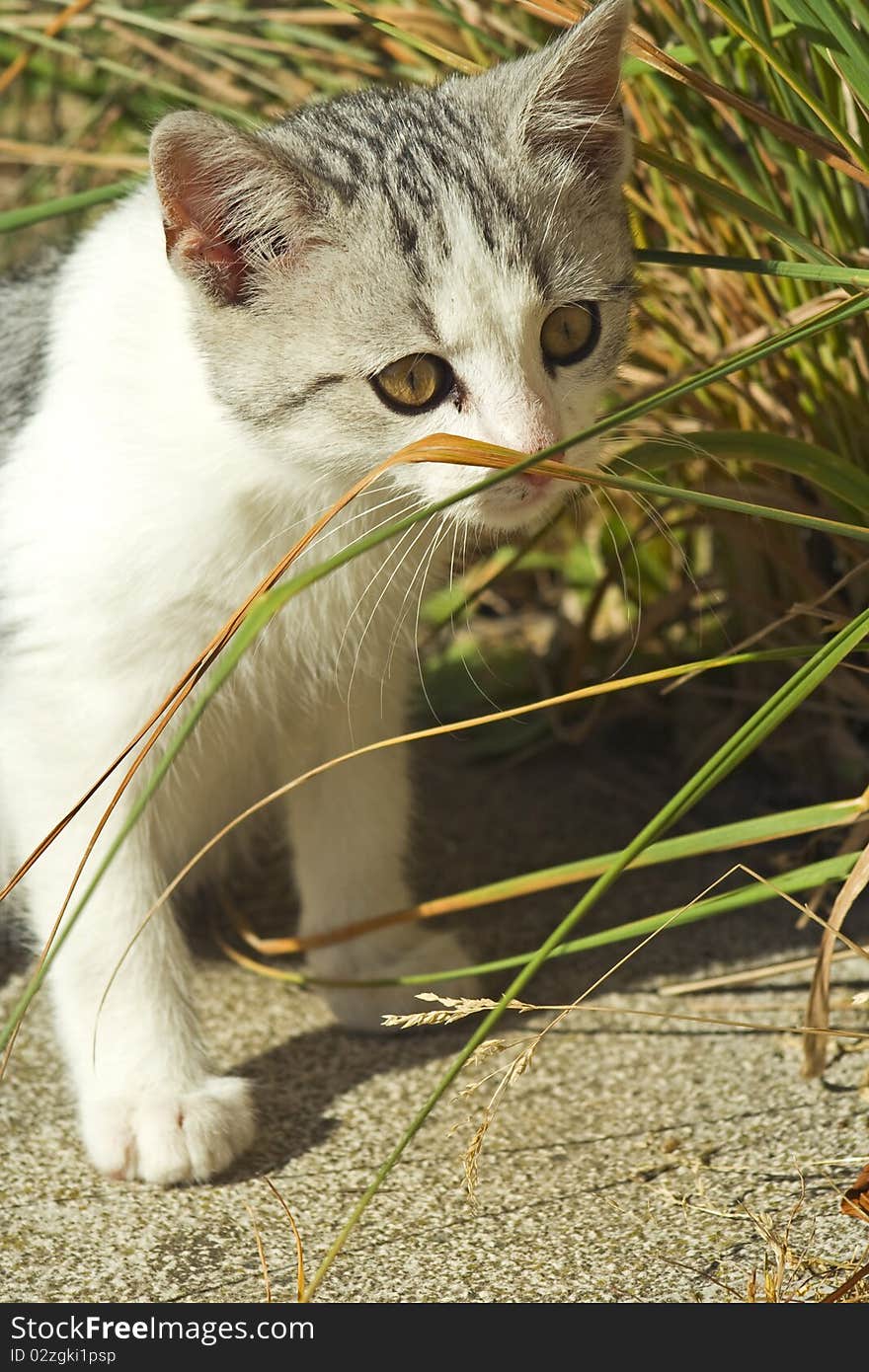 Small kitten act grass - blade. Small kitten act grass - blade.