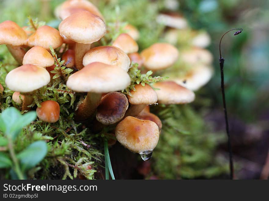 Delicate mushrooms in the forest