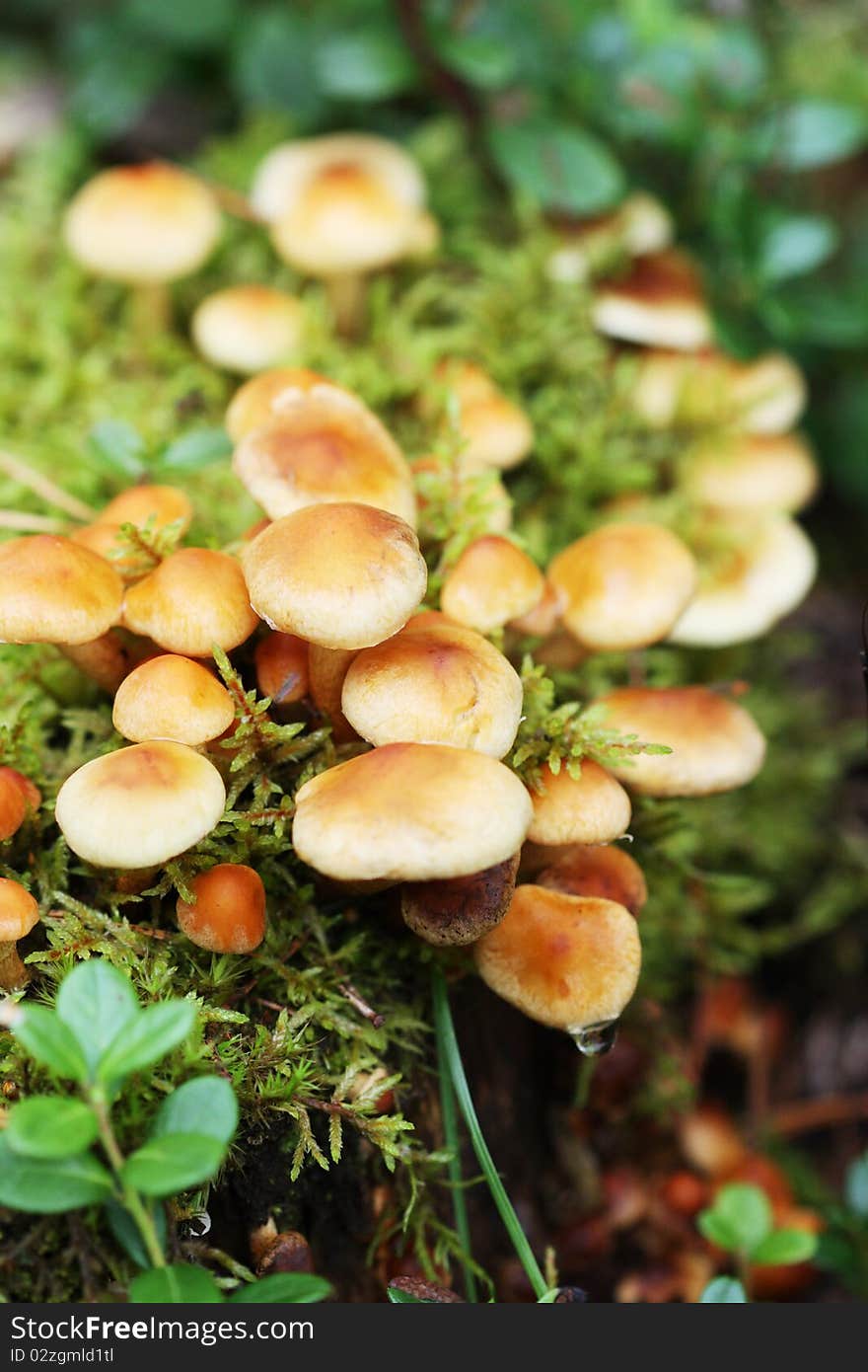 Delicate mushrooms in the forest