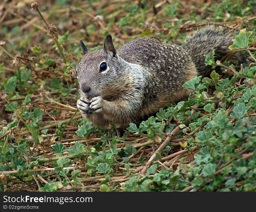 Eating Squirrel