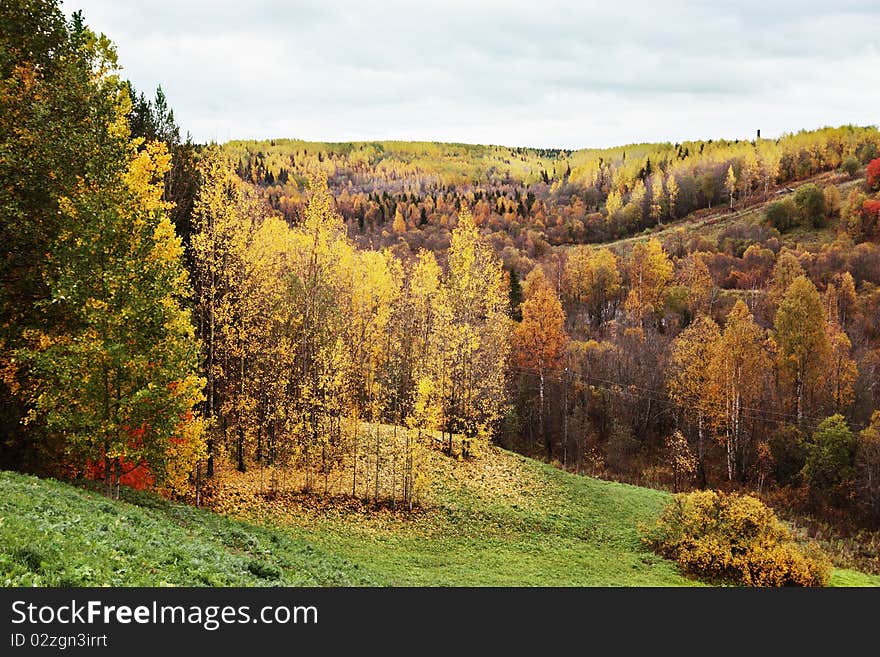 Autumn forest