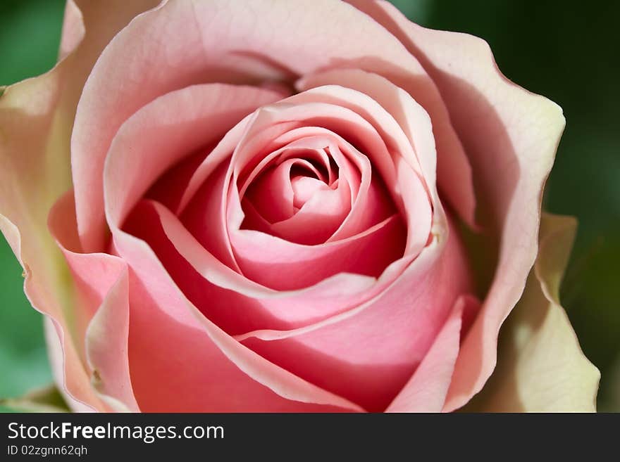 Rose closeup with open aperture, frontal shot