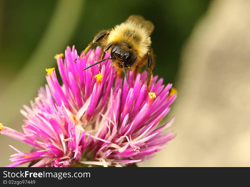 Pollen covered honey bee on a wild flower. Pollen covered honey bee on a wild flower