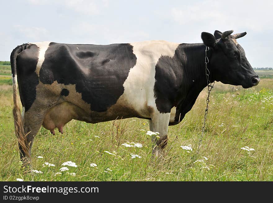 Summer, cow on a meadow