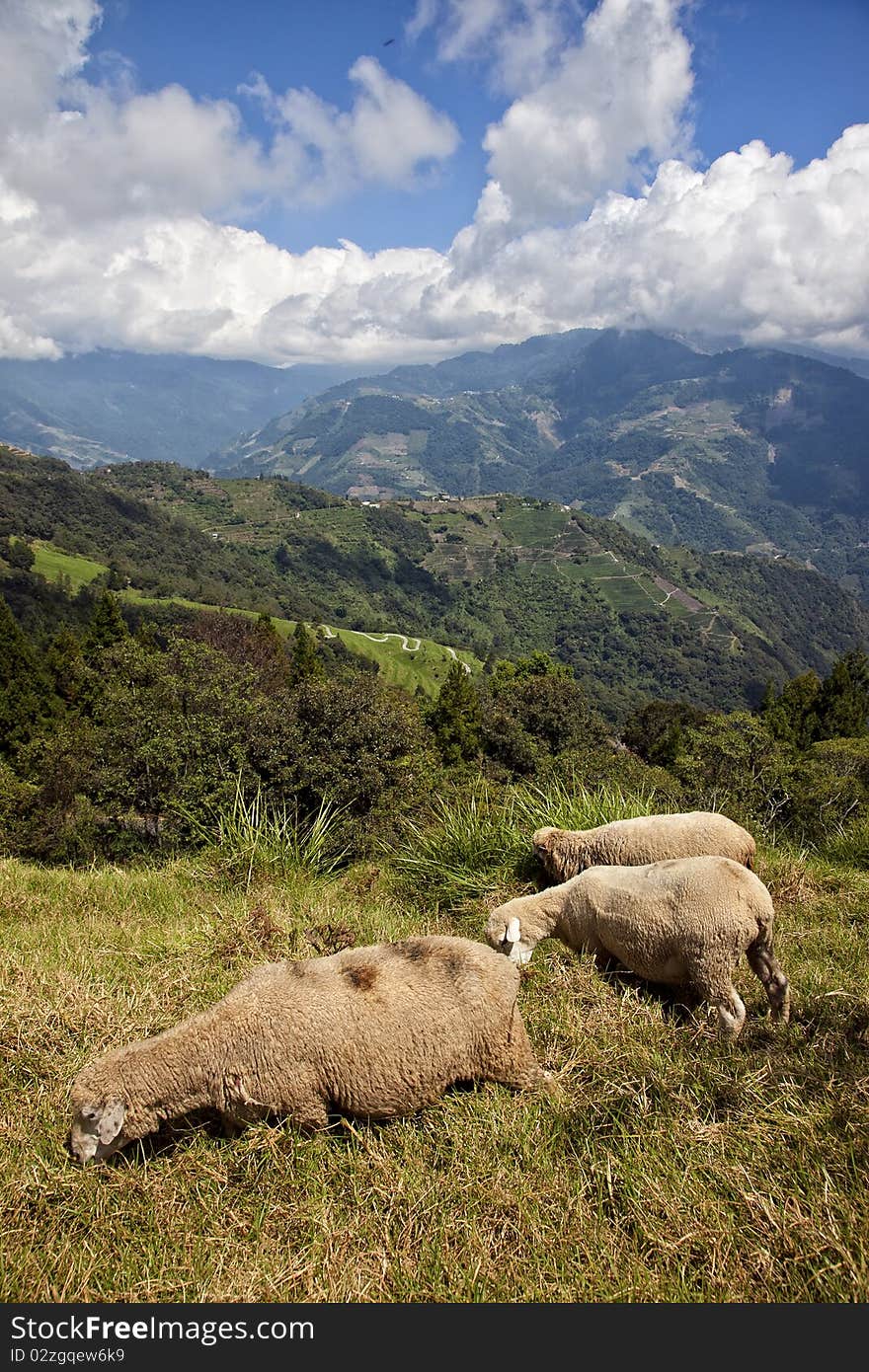 Three sheeps are eating grass on the top of beautiful mountain in Taiwan. Three sheeps are eating grass on the top of beautiful mountain in Taiwan.