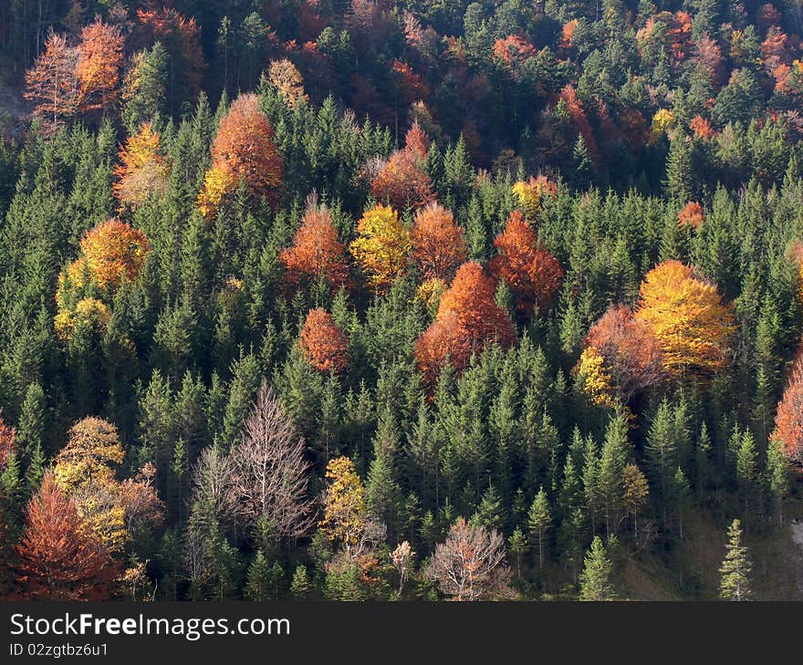 Mountainside with autumn trees