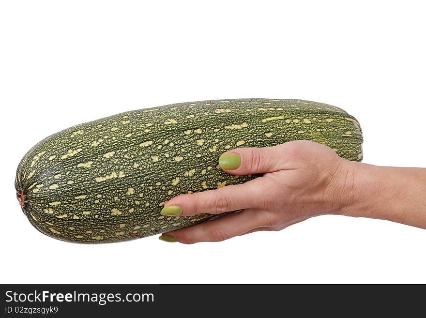 Marrow type pumpkin in the hand. Marrow type pumpkin in the hand.