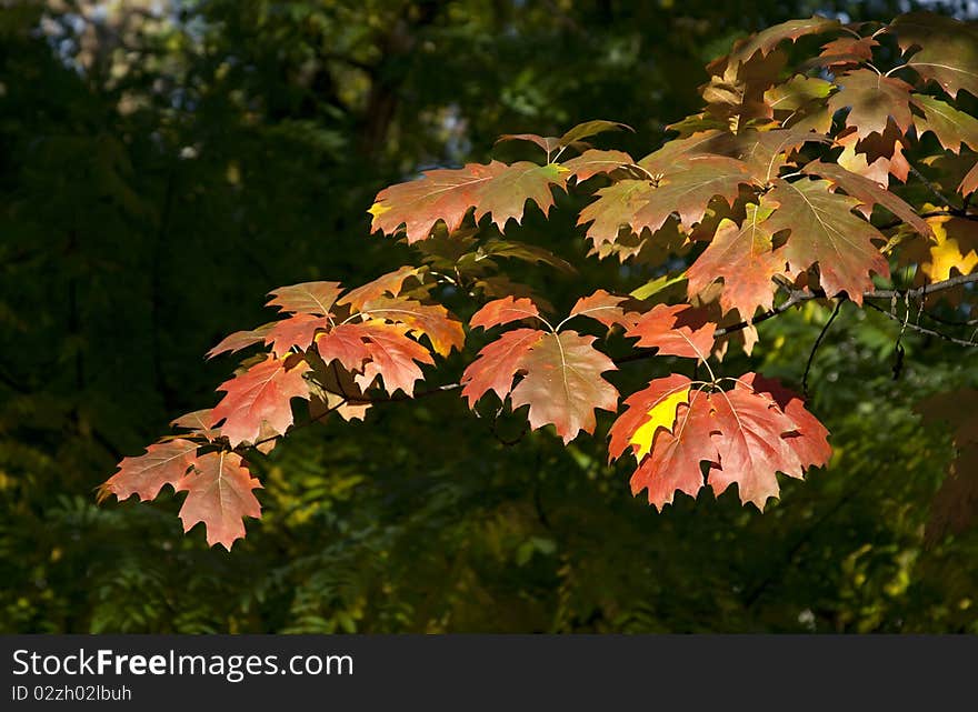 Close up of a tree branch with rusty leaves. Close up of a tree branch with rusty leaves