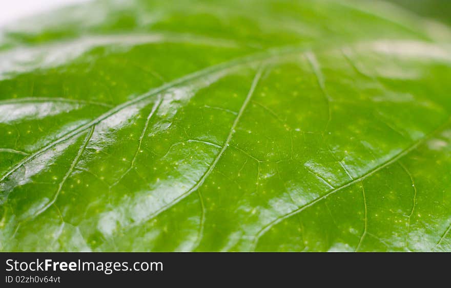 Closeup photo of tree leaf