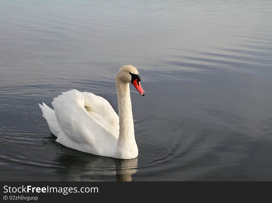 Swan swiming in the lake. Swan swiming in the lake.