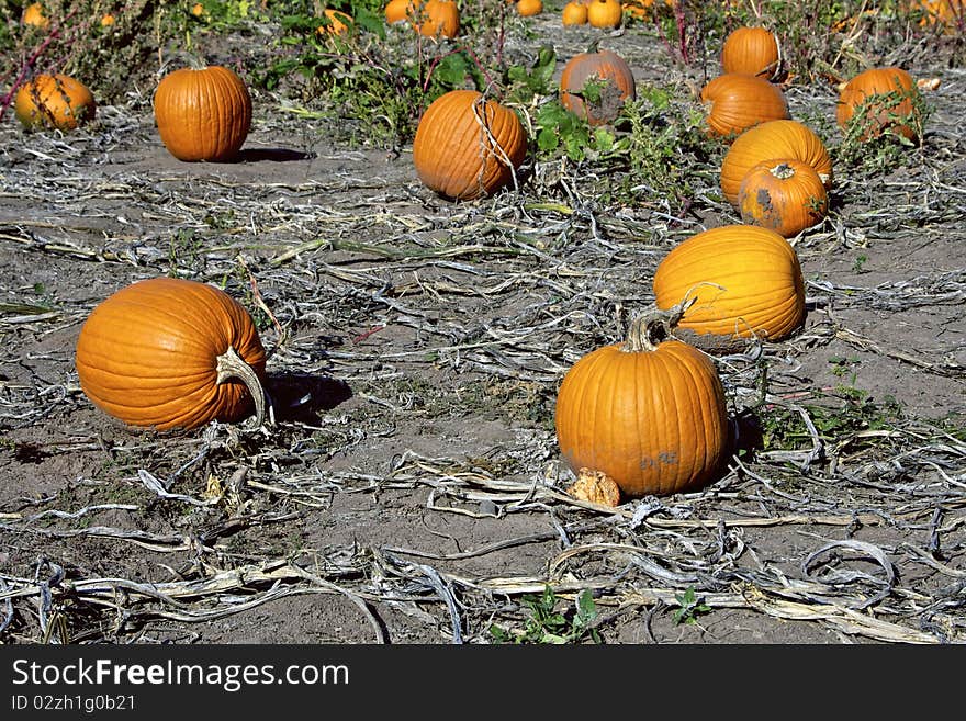 Pumpkins on the vine growing in field. Pumpkins on the vine growing in field