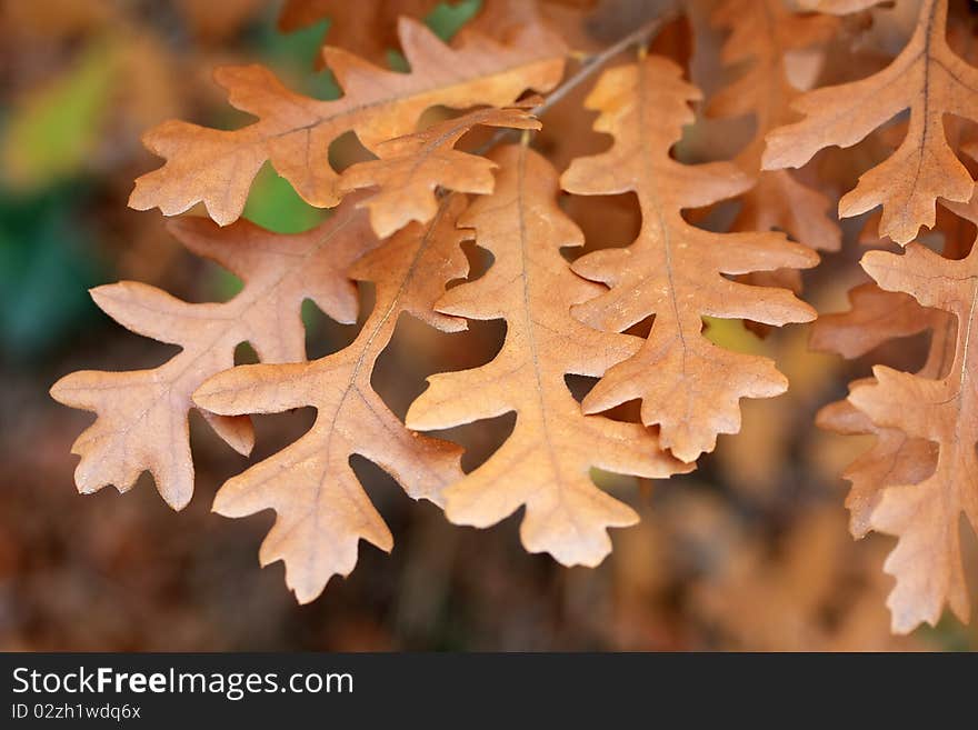 Brown autumn oak leaves on tree