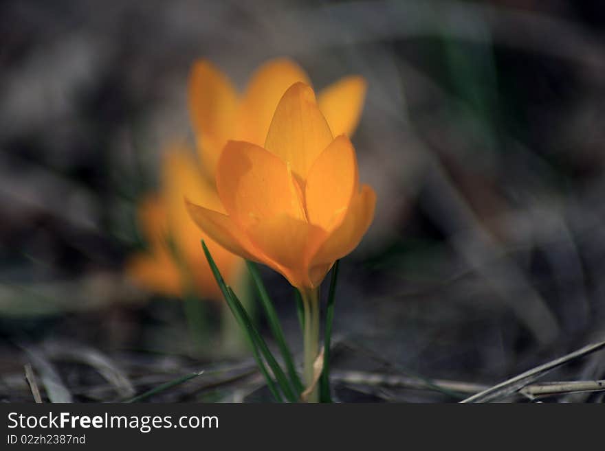 Yellow crocus looking from darkness