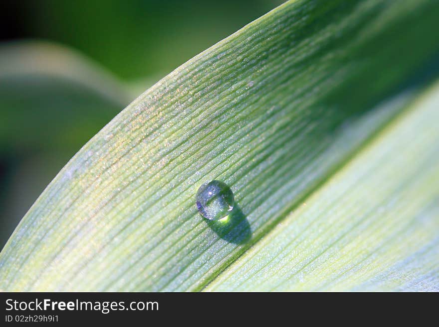 Green leaf raindrop