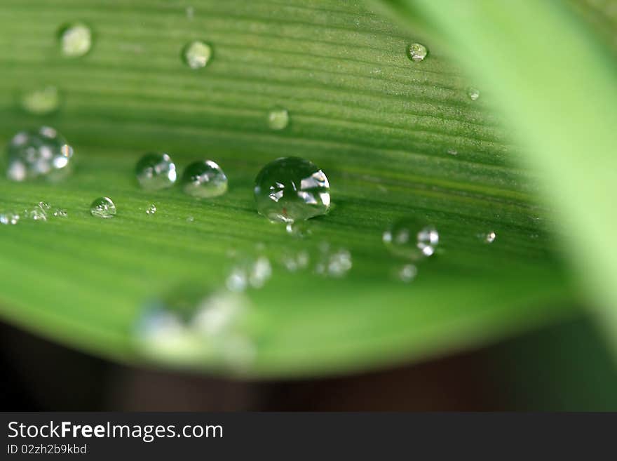 Green Leaf Raindrop