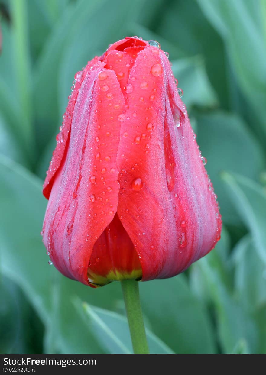 Red tulip