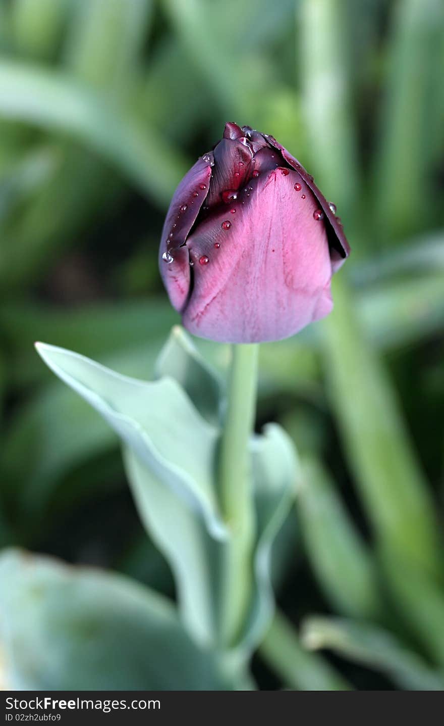 Purple tulip covered with dew drops. Purple tulip covered with dew drops