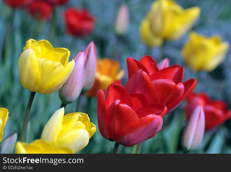 Colorful tulips