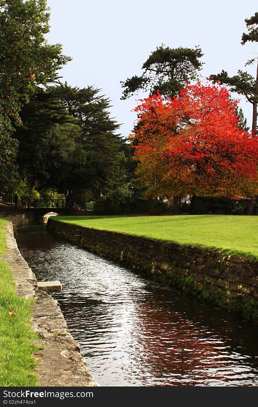 Autumn Tree