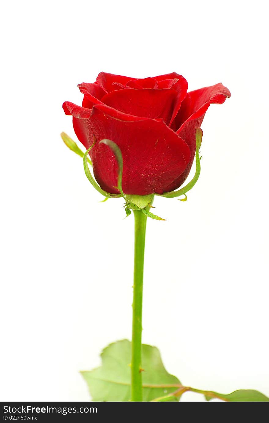 Red rose isolated on white background