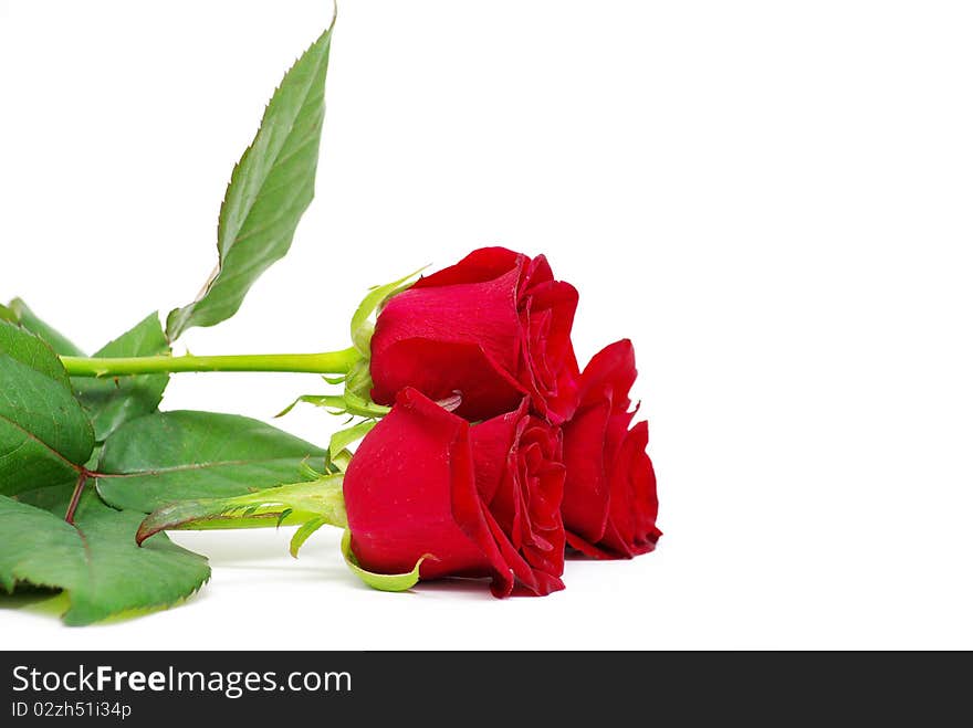 Red roses on a white background with space for text