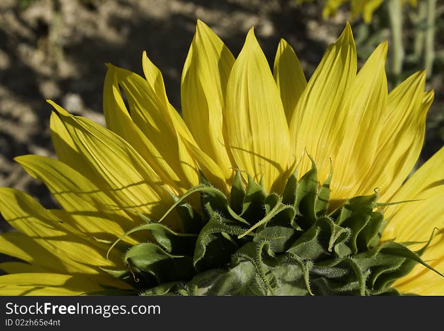 Close up of rear view of a big sunflower